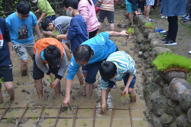 學生當農夫 體驗種稻趣