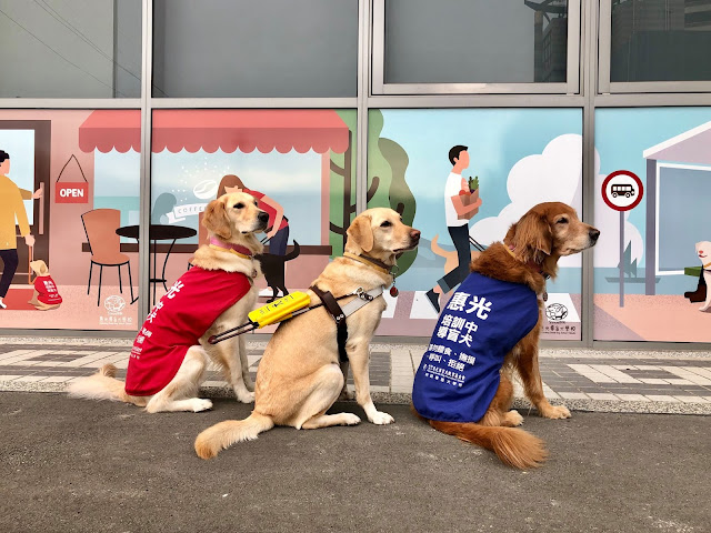 指引方向的開路天使 導盲犬