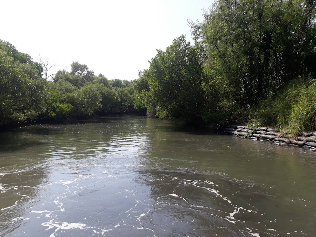 袖珍版亞馬遜河在臺灣