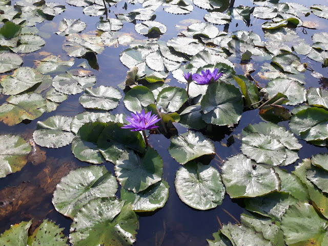 臺南白河蓮花節