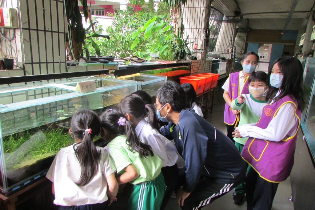 台灣原生魚復育 天使的守護