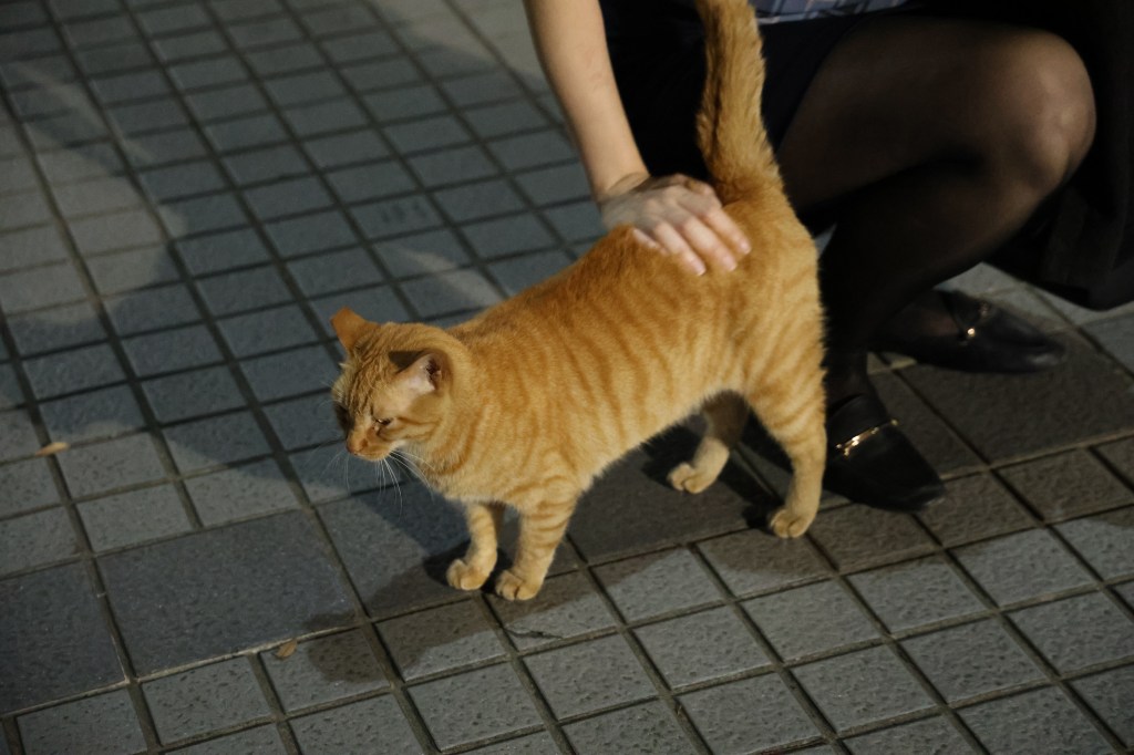 新莊浪貓 愛心人士用心照護