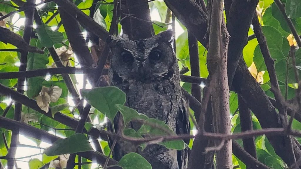 新莊與野生動物的共處之道