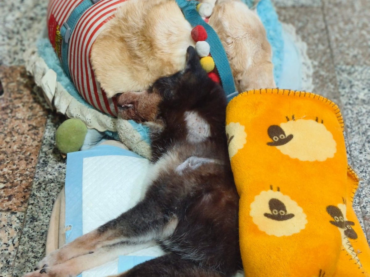 犬貓高齡化 長照新需求