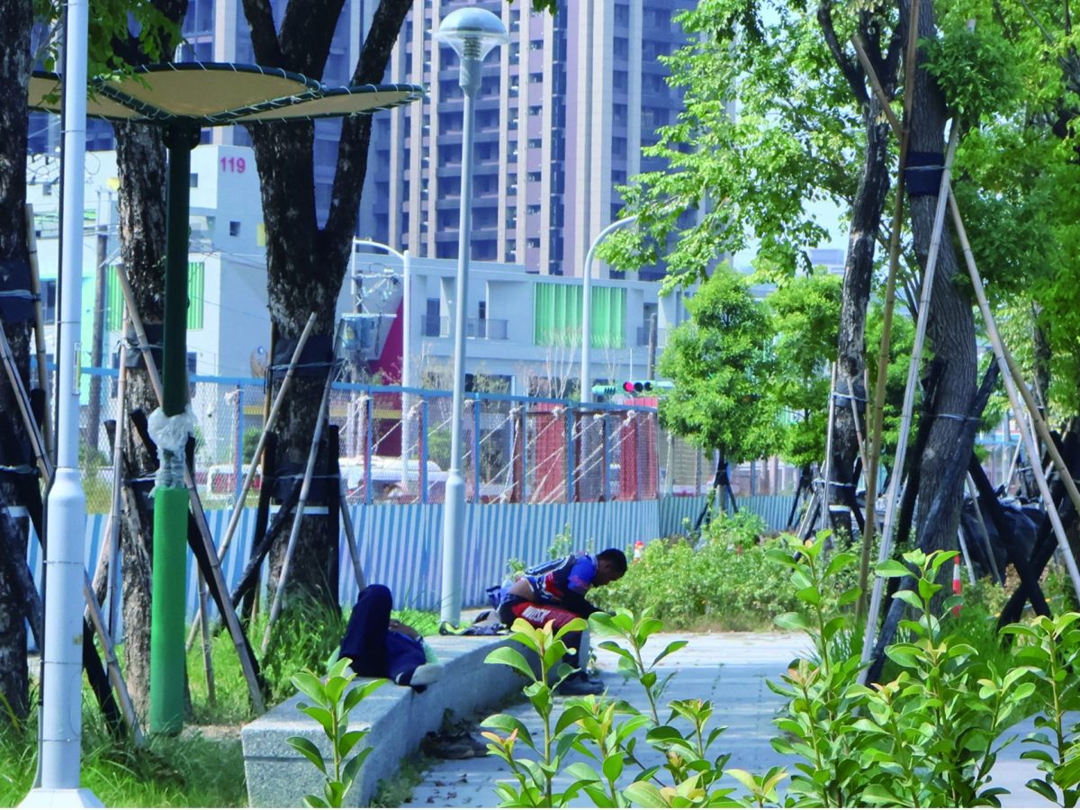 增花瓣修樹蔭中環公園雙遮陽